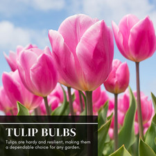 10 Pink Passion Tulip Bulbs for Planting - Easy to Grow Fall Planting Flowers...