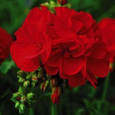 Geranium Plugs Flower Perennial Garden Plant 'Octavia Hill' 5 Jumbo Plugs T&M