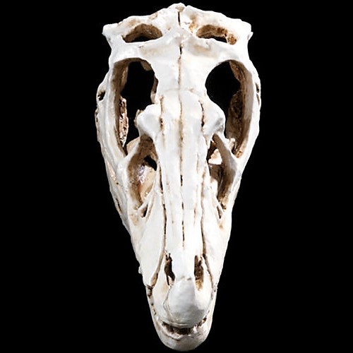 RAPTOR SKULL RESIN FOSSIL MODEL TOOTH VELOCIRAPTOR DINOSAUR T-REX