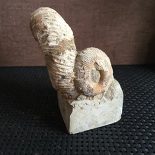 405g Rare heteromorphic Ammonite Nostoceras malagasyense  md3099