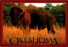 Postcard Buffalo Territory Oklahoma American Plains Bison bison bison
