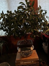 Ficus Bonsai Tree Live Plant 50 Plus Yrs Old Very Healthy
