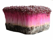 Bulk Microgreen Seeds - Amaranth Red Garnet | Non-GMO Vegetable Mico Green Seeds