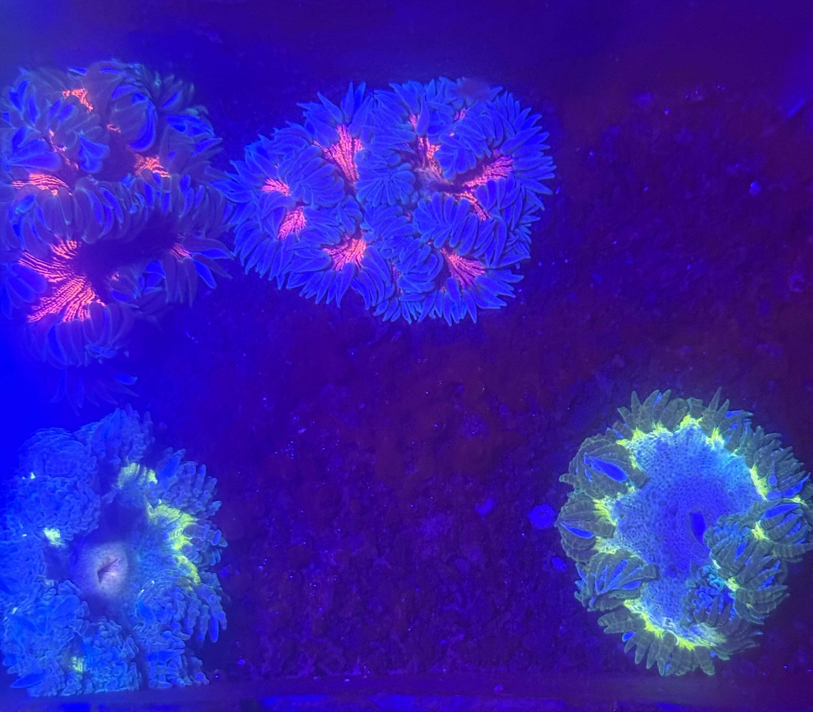 5-Pack Rock Flower Anemone Live Coral Saltwater Reef Aquarium