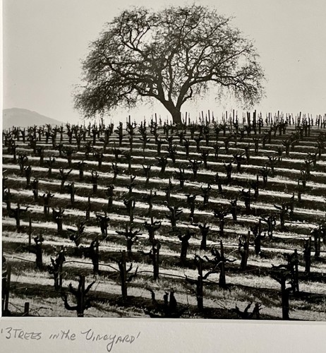 Original Signed PAT BRESS Gelatin Silver Photograph "3 Trees In The Vineyard" - Picture 6 of 8