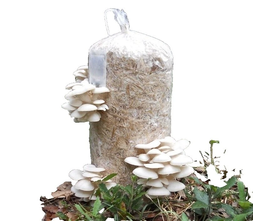 Peat Neutral Mushrooms, Spawns & Kits