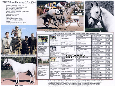 Grey Race Horse Racing Top Sire TAPIT picture pedigree photo 11 X 8.5