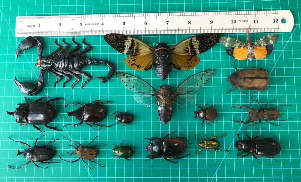15 Real Insects Beetles Scorpions Taxidermy Bugs Display Specimen Oddities Decor - image 2 of 4