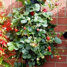 KLETTERERDBEERSAMEN, 50 AUSGEWÄHLTE SAMEN + GRATIS