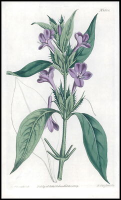 1808 CURTIS BOTANICAL BARLERIA CRISTATA Pl 1615 (CB4/70)