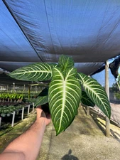 Angel Wings Xanthosoma Lindenii | Live Indoor and Outdoor plant in 6" Pot