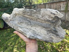 Texas 17" Large Concave Natural Petrified Fossil Wood Log Unique Aquascape Decor