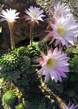 Easter Lily Cactus Rooted Echinopsis Oxygon 4-6"  w/BONUS 1-2" ~ PINK BLOOMS  AZ