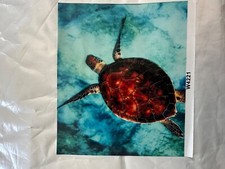 PAINT BY NUMBERS Sea Turtle 40x30cm or 12x15.5" NEW
