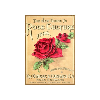 Garden Print, Rose Culture 1886 Seed Catalog Reproduction Wall Art, 5'' x 7''