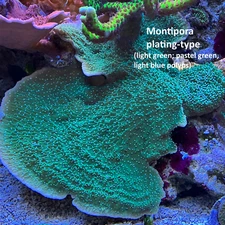 SPS Frag Pack Live Coral 4 Mixed Frags - Montipora, Anacropora