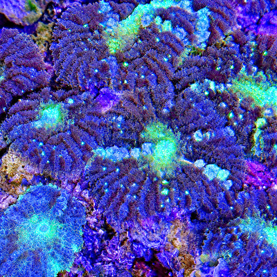 Live Coral Green & Frosted Violet Bullseye Mushroom Rhodactis by