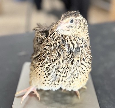 30 + Extras Quail Hatching Eggs - Fertile Wild Coturnix XXL Jumbo
