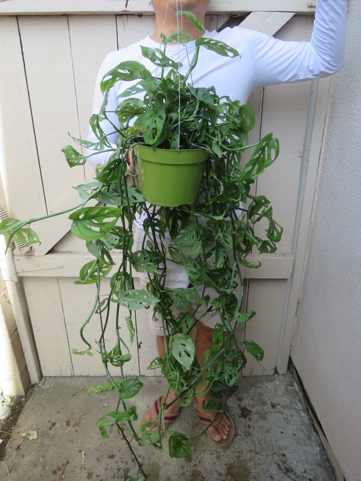 Monstera Adansonii Swiss Cheese Plant eBay