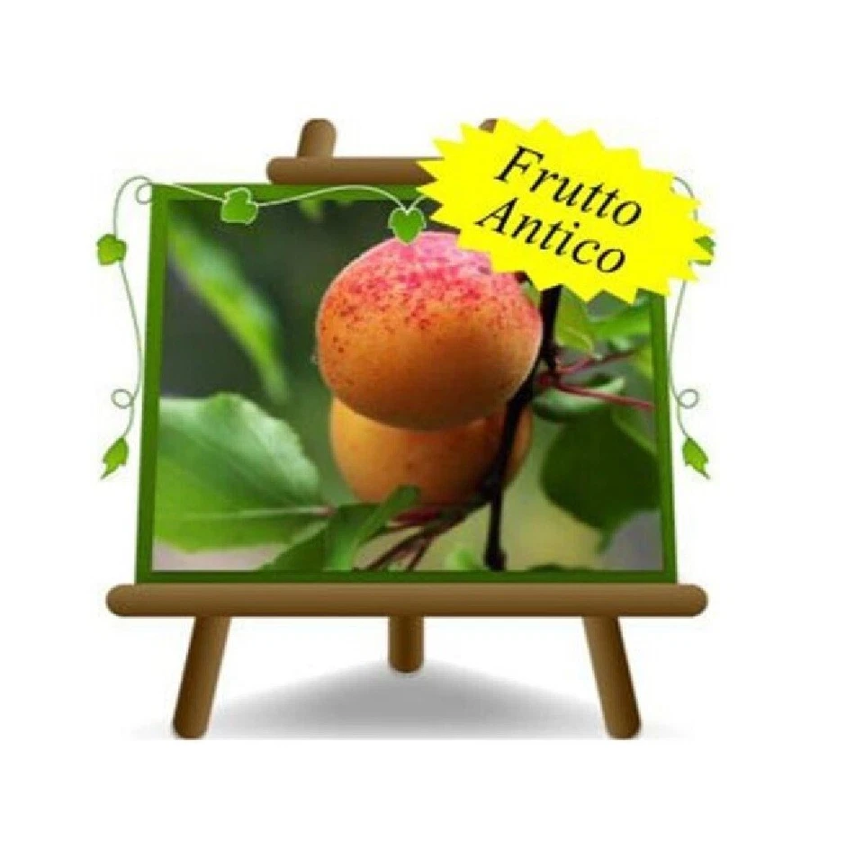 EURO PLANTS VIVAI Albicocchi Valleggia Altezza 200 cm Eta: 4 anni Vaso: 26 cm