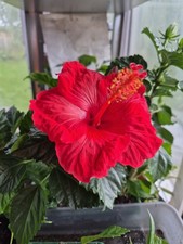1 x Medium RED HIBISCUS INDIAN VARIETY