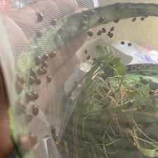 25 🐞 Ladybird 🐞 Adult Ladybug Aphid Hunter Killer Organic Pest Control