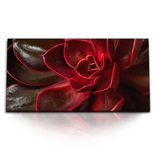 120x80cm Kunstdruck Bilder Sukkulente Pflanze Makrofotografie Kunstvoll Rot