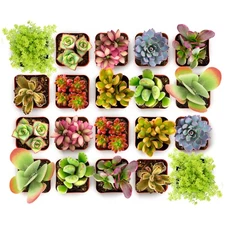 Succulents Endless Summer Succulent Pack Collection - Live Mini Succulent Pla...