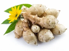 3+3 -red+yellow-organic "Jerusalem **Artichoke" --tubers- (Helianthus/