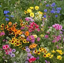 Late Bloomer Wildflower Mix Seeds, Autumn Flowers, Fall Bloom, FREE SHIPPING