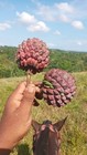 Duguetia aff Confusa — photo 3
