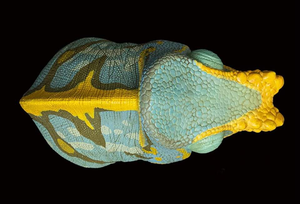 Animal Cuerpo Celestial Calumma parsonii Parson’s Chameleon Estatua Foto 3 de 4