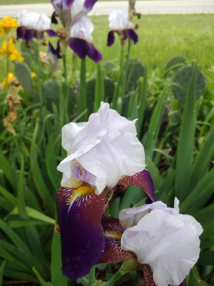 6x MIXED VARIETIES/COLORS BEARDED IRIS Bulbs/Rhizomes FRESH~FREE SHIPPING~ - Image 2 of 4