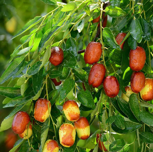 10pcs Jujube Fruit Seeds Rare Kind Pereninal Tasty Natural Sweet Easy Grow Ebay