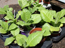 Tabak Samen aus Bio Anbau  schonend getrocknet - 12 Sorten