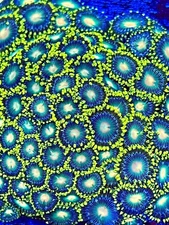 Blanka zoas 2+ polyp frag Coral King live coral frag