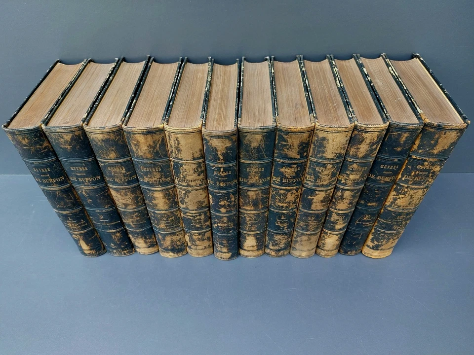 Buffon Oeuvres completes - 12 Bde Tiere Zoologie Ornithologie Stahlstiche - 1853 - Bild 2 von 4