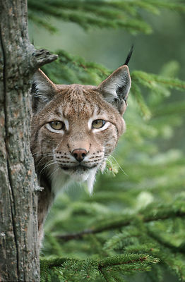 Ansichtskarte: Luchs lugt um die Ecke - sehr schöne Aufnahme! - Lynx