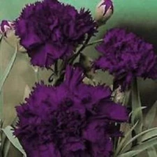 120+ CARNATION /  KING OF THE BLACKS FLOWER SEEDS / GRENADIN / PERENNIAL