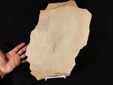 Very RARE Cambrian Dawn CRINOID or GOGIA Eocrinoid From Utah! 4074gr