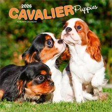 Cavalier King Charles Spaniel Puppies | 2026 12x24" Wall Calendar | Plastic-Free