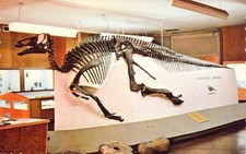 1974 Edmontosaurus Dinosaur Skelton Drumheller Museum UNP Mint Postcard A12