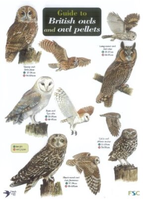 Guide to British Owls and Owl Pellets