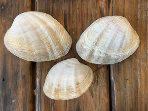 Large Fossilized Clam Shell 1.3 lbs EACH 6" & 5" LOT OF 3 Seashell Decor RARE!