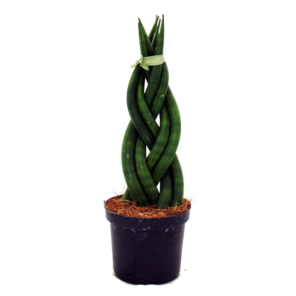 Exotenherz - Sansevieria cylindrica - Pfiffiges 3er Set im 9cm Topf - Bogenhanf - Bild 3 von 4