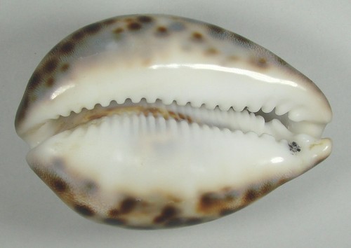 CYPRAEA TIGRIS LORENZI 78.01mm SUPER BEAUTIFUL RARE SPECIMEN Marquesas, Fr. Poly - Picture 2 of 4