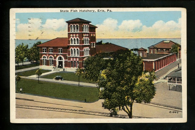 Pennsylvania PA postcard Erie, State Fish Hatchery Vintage