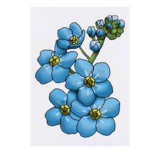 'Forget Me Nots' Temporary Tattoos / Transfers TO00036508 
