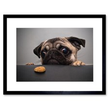 ANIMAL PHOTO PORTRAIT PUG DOG TREAT FOOD EYES CUTE FRAMED ART PRINT B12X12088