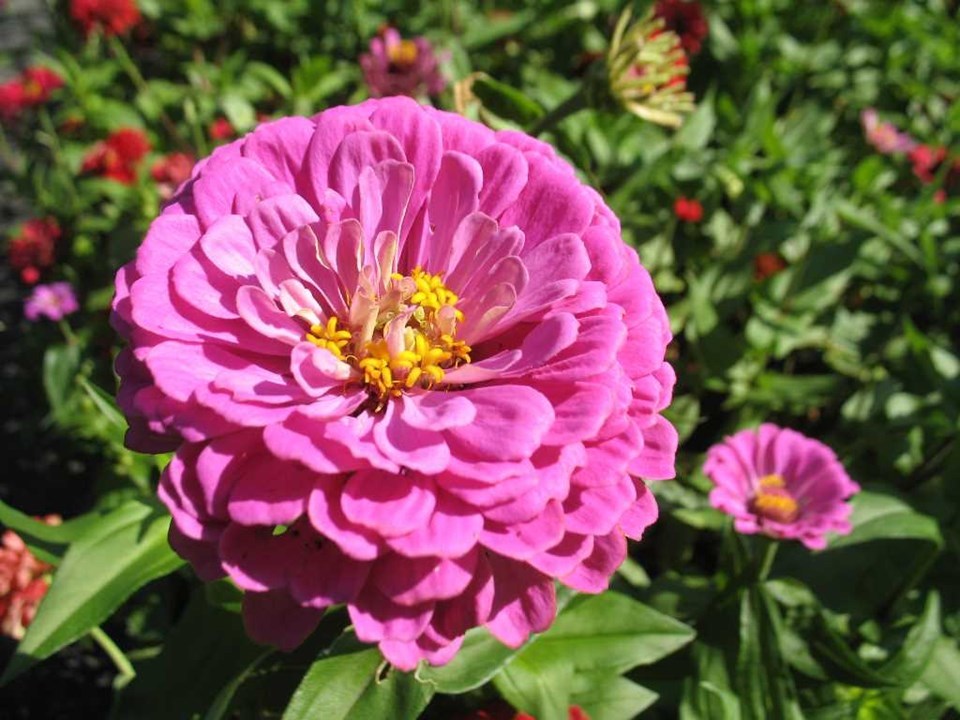 400 Zinnia Flower Seeds Rose Pink Zinnia Elegans | eBay
